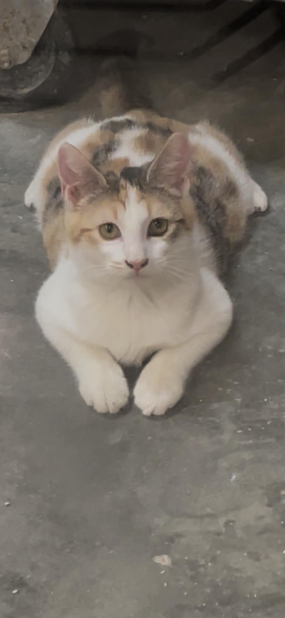 Enlarge Daisy, a ADOPTABLE Calico in Baton Rouge, LA image 1/1