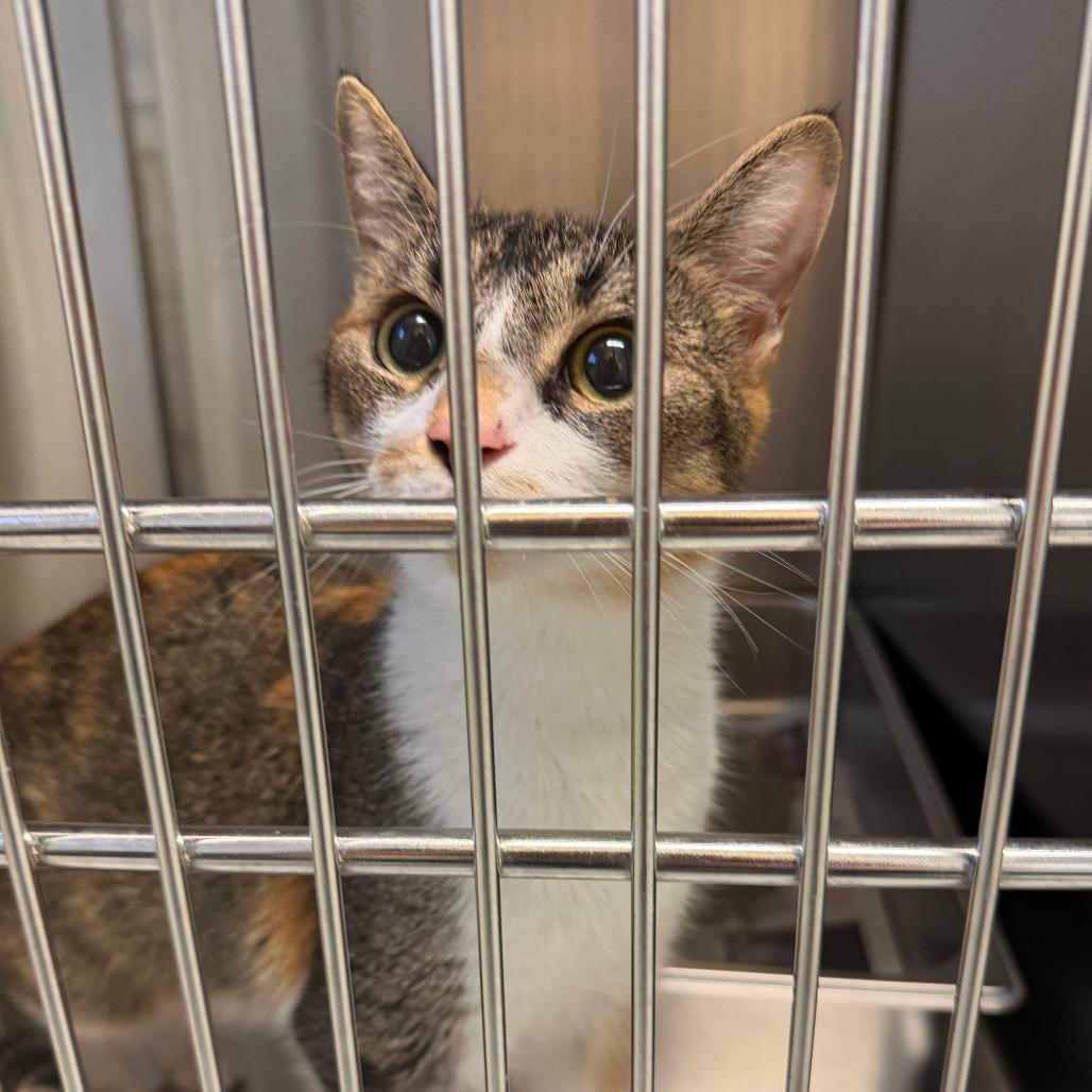 Tilly, Adoptable, Adult Female Domestic Short Hair.