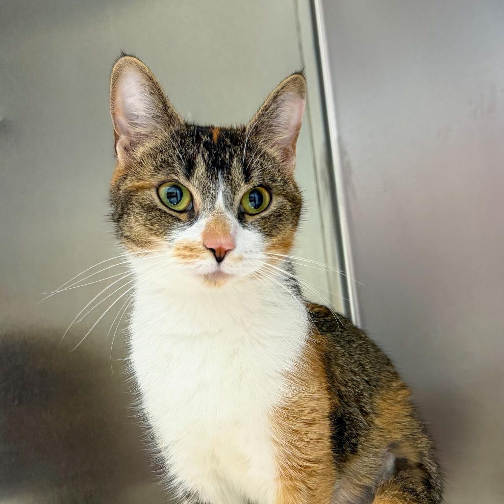 Enlarge Tilly, a Adoptable Domestic Short Hair in Scituate, MA image 2/5