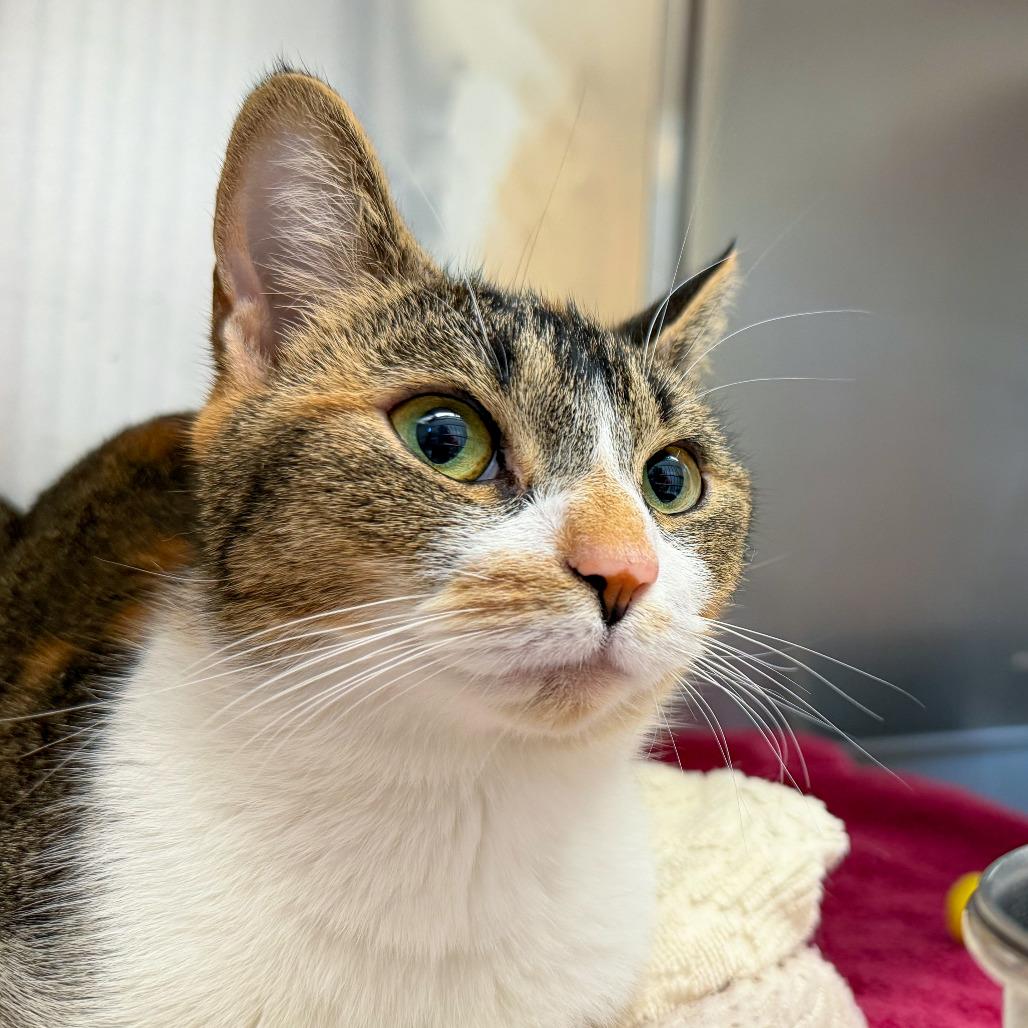 Enlarge Tilly, a Adoptable Domestic Short Hair in Scituate, MA image 3/5