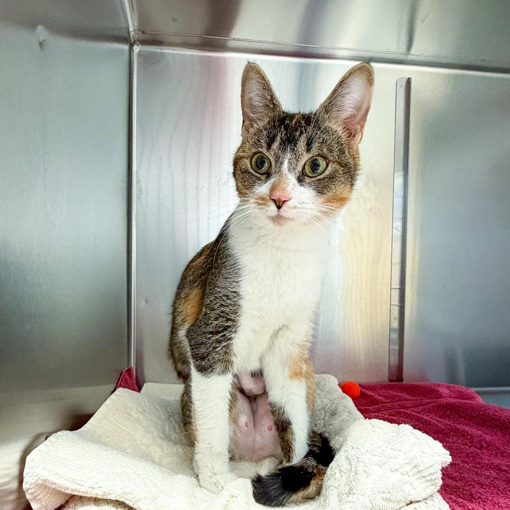 Enlarge Tilly, a Adoptable Domestic Short Hair in Scituate, MA image 4/5