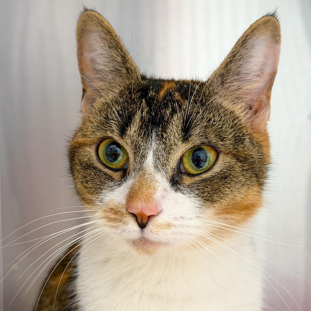 Enlarge Tilly, a Adoptable Domestic Short Hair in Scituate, MA image 5/5