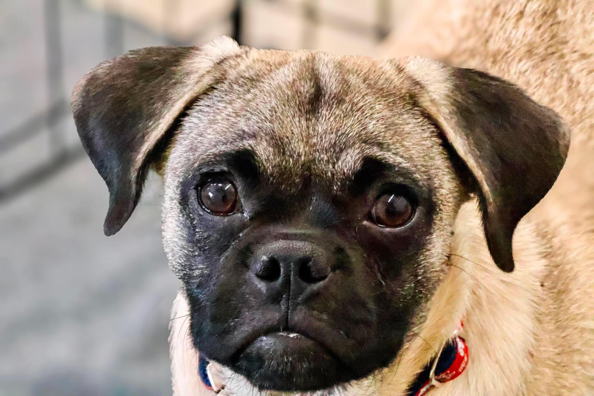 Skipper, a Adoptable Pug in Roseburg, OR image 6/6