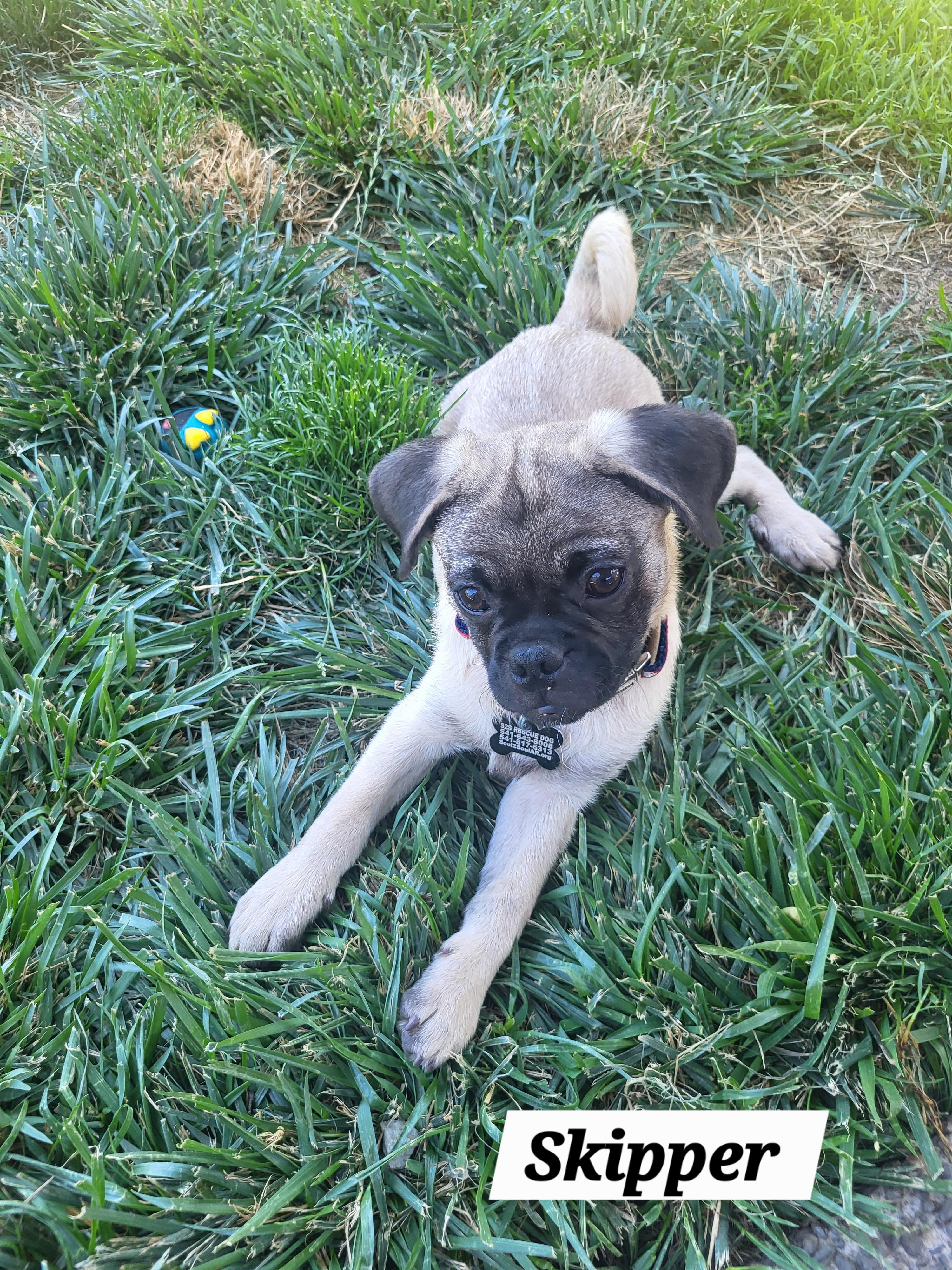 Enlarge Skipper, a Adoptable Pug in Roseburg, OR image 3/6