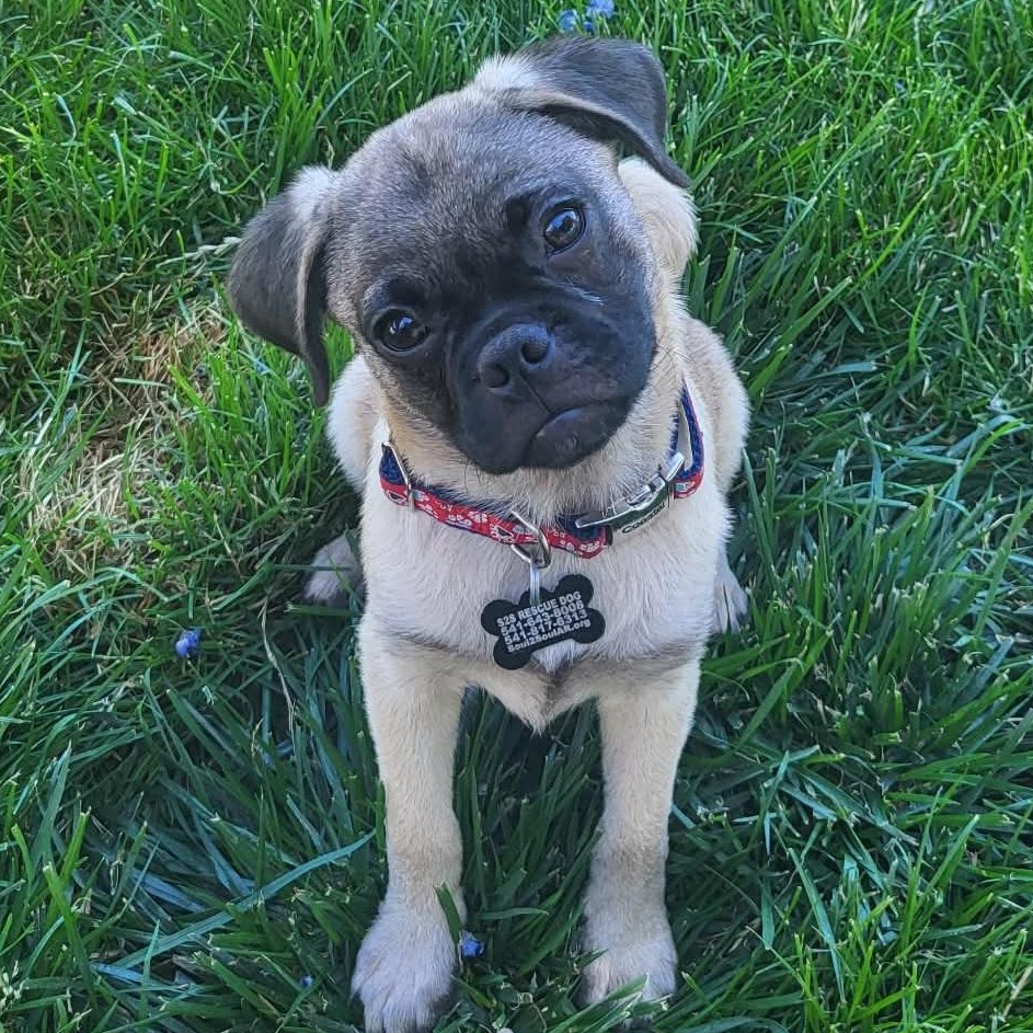 Skipper, Adoptable, Puppy Male Pug.