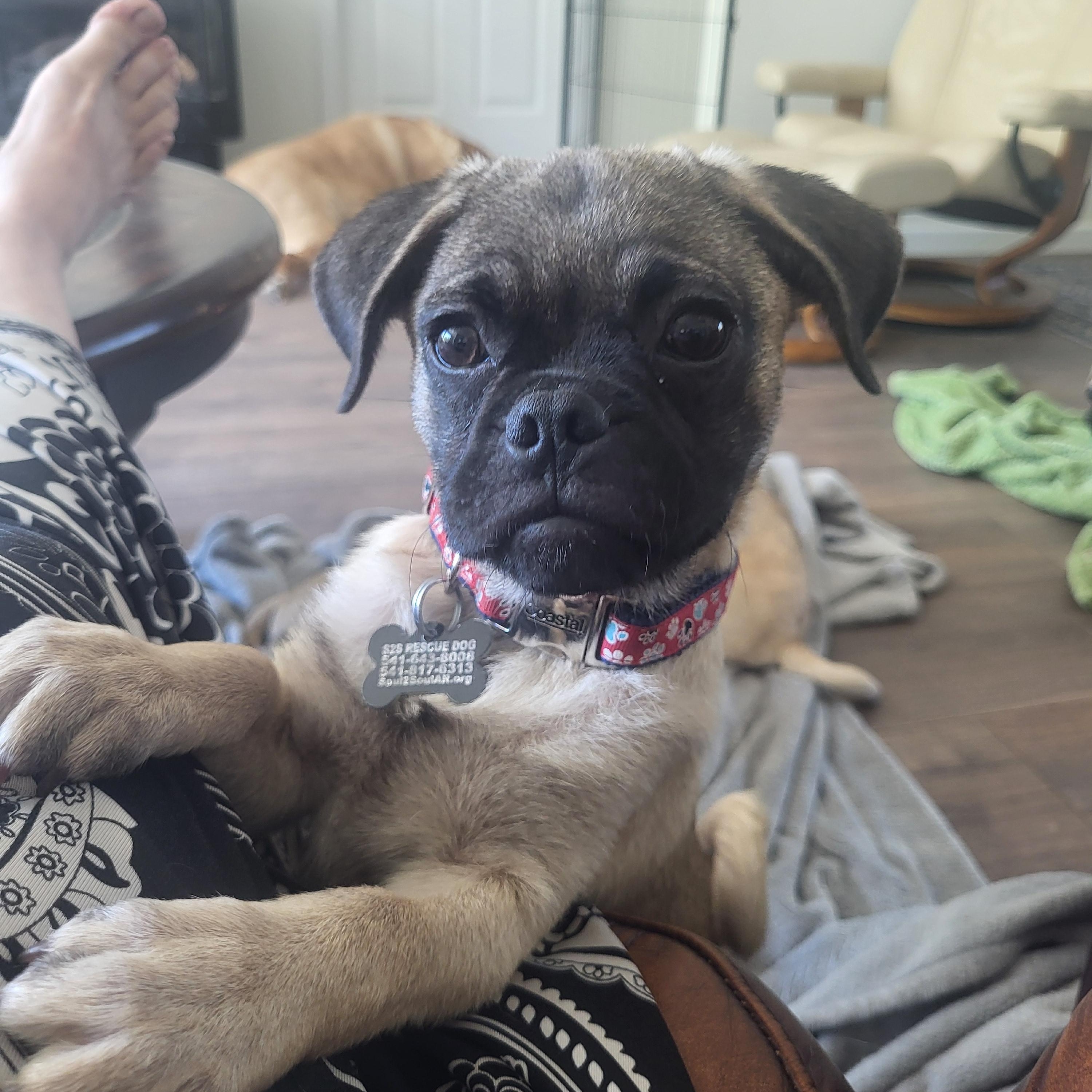 Enlarge Skipper, a Adoptable Pug in Roseburg, OR image 2/6