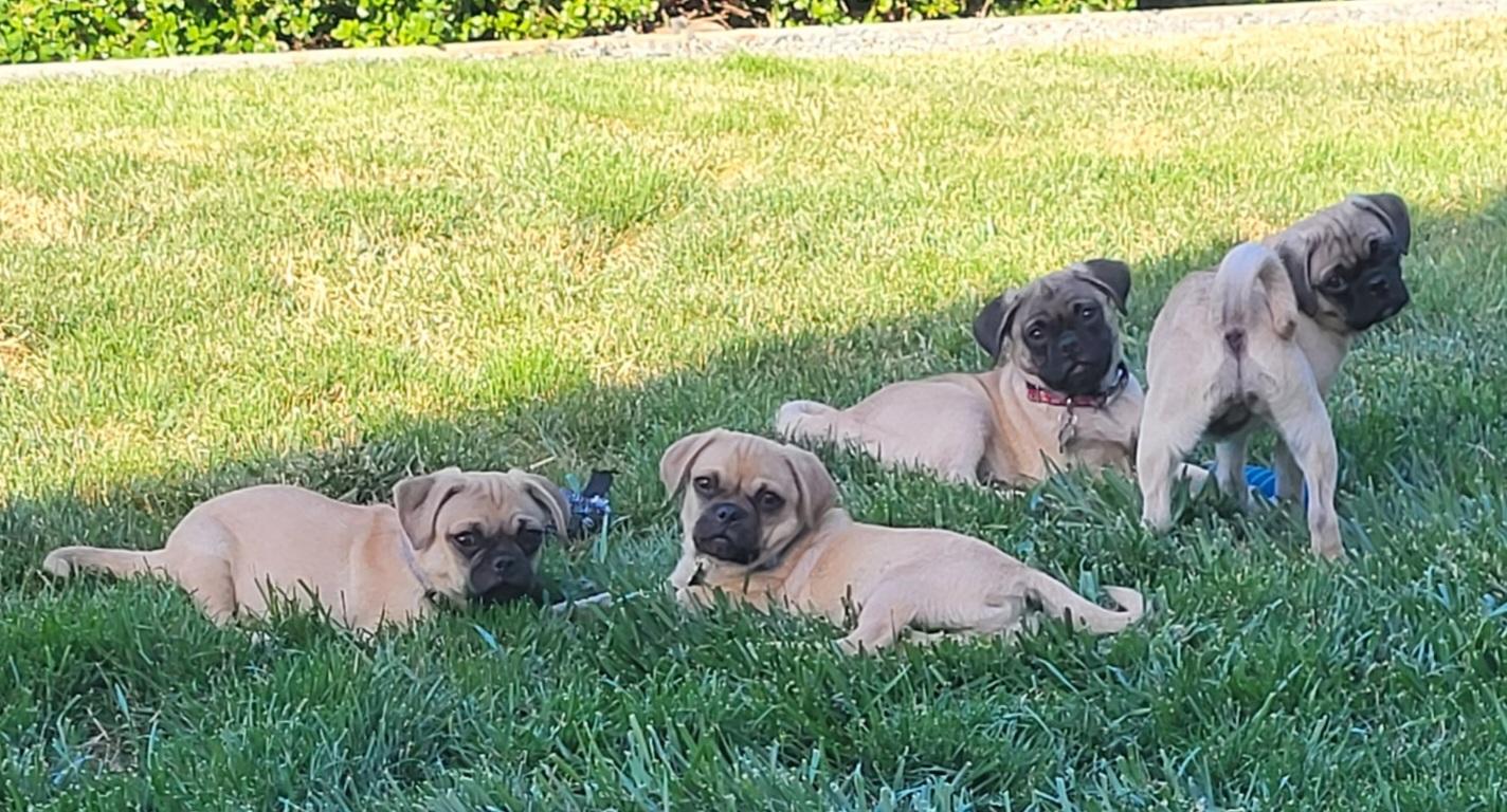 Enlarge Skipper, a Adoptable Pug in Roseburg, OR image 4/6