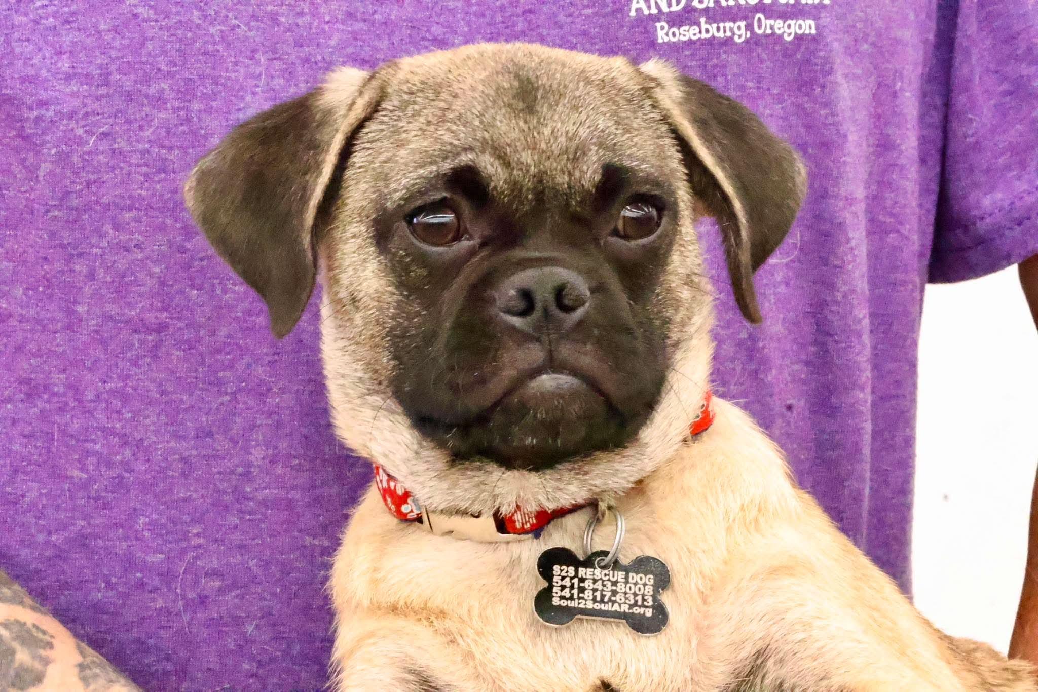 Skipper, Adoptable, Puppy Male Pug.