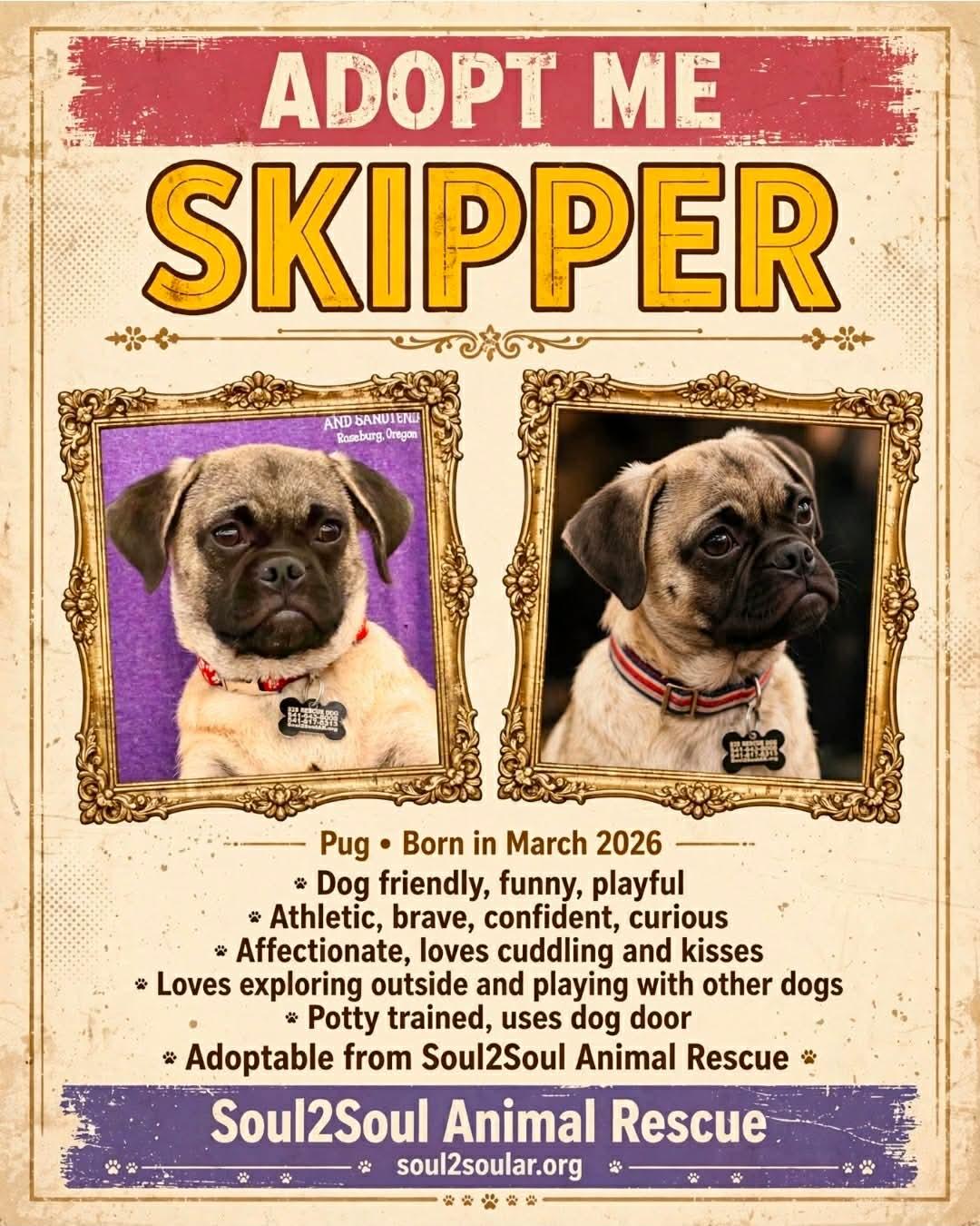 Enlarge Skipper, a Adoptable Pug in Roseburg, OR image 1/6