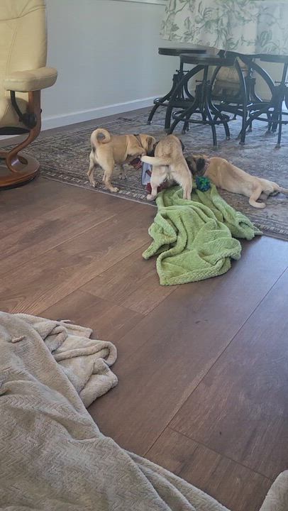 Enlarge Skipper, a Adoptable Pug in Roseburg, OR video 6/6