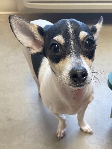 Enlarge Sunny and Jade, a ADOPTABLE Chihuahua in Sterling, CO image 2/4