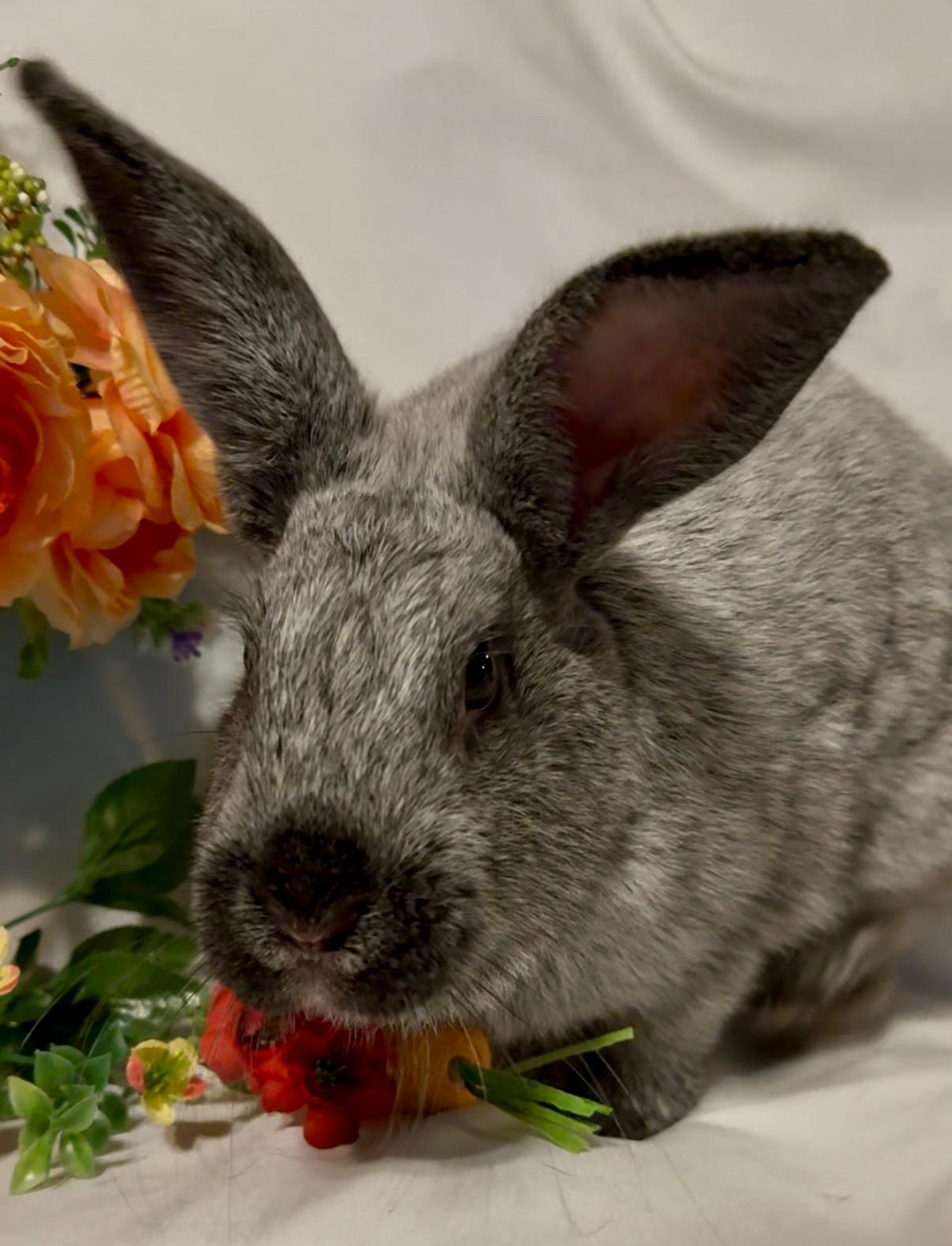 Petra, a Adoptable Silver Fox in Norwalk, CT image 2/5