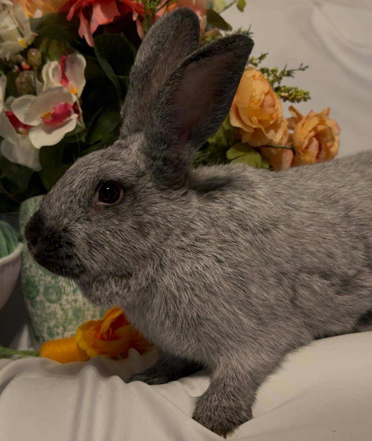 Petra, Adoptable, Young Female Silver Fox.