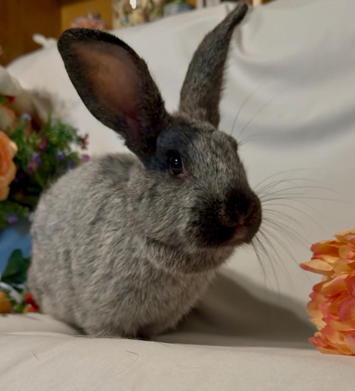 Petra, a Adoptable Silver Fox in Norwalk, CT image 3/5