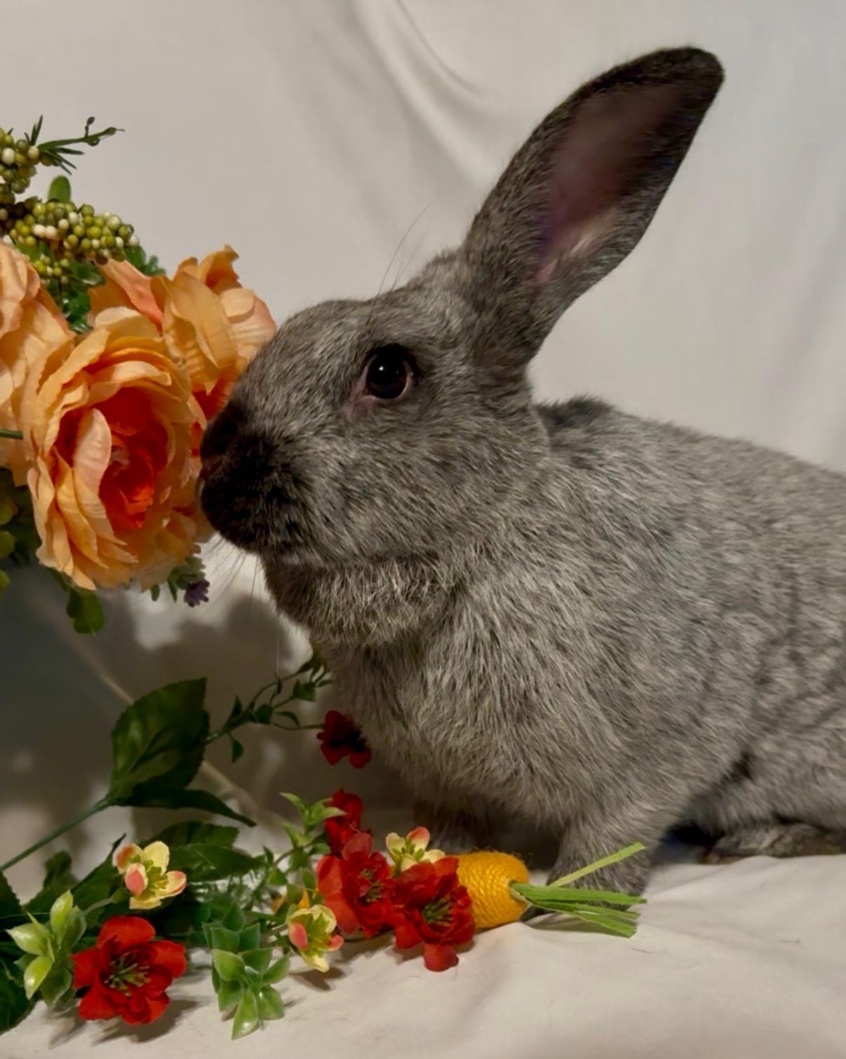 Petra, a Adoptable Silver Fox in Norwalk, CT image 4/5