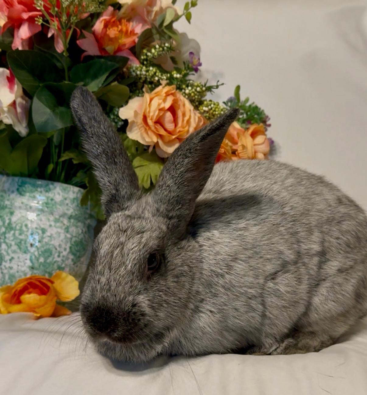 Petra, a Adoptable Silver Fox in Norwalk, CT image 5/5