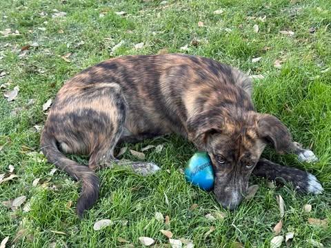 Enlarge Sky, an adopted mixed breed in Vernon, CT image 5/5