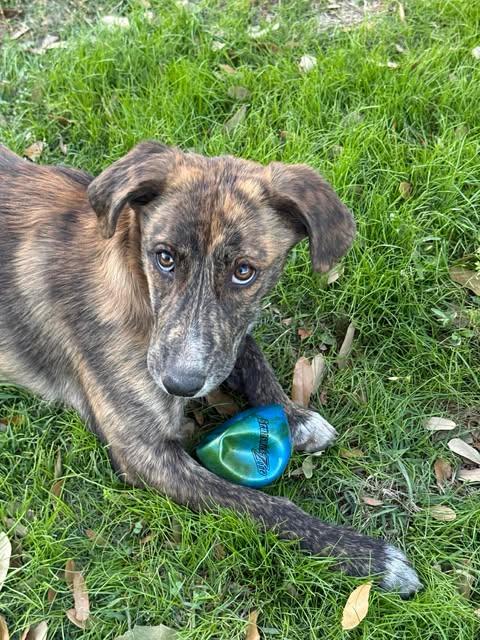 Enlarge Sky, an adopted mixed breed in Vernon, CT image 1/5