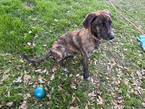 Enlarge Sky, an adopted mixed breed in Vernon, CT image 3/5