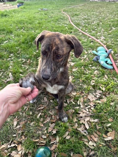 Enlarge Sky, an adopted mixed breed in Vernon, CT image 4/5