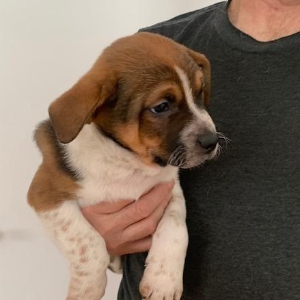 Enlarge Moe, an adopted Mixed Breed in Danville, VT image 3/4