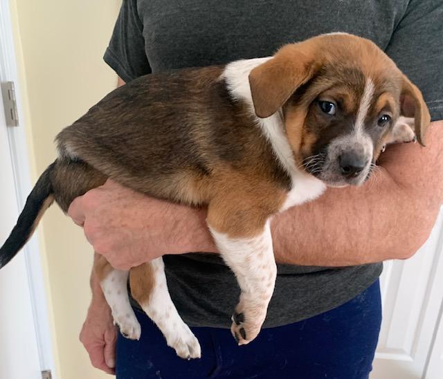 Enlarge Moe, an adopted Mixed Breed in Danville, VT image 2/4