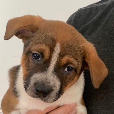 Moe, ADOPTABLE, Puppy Male Mixed Breed.