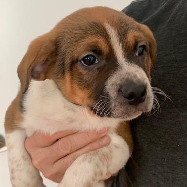 Enlarge Moe, an adopted Mixed Breed in Danville, VT image 4/4