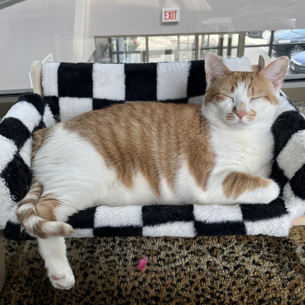 Iggy, a Adoptable mixed breed in Chicago, IL image 2/6