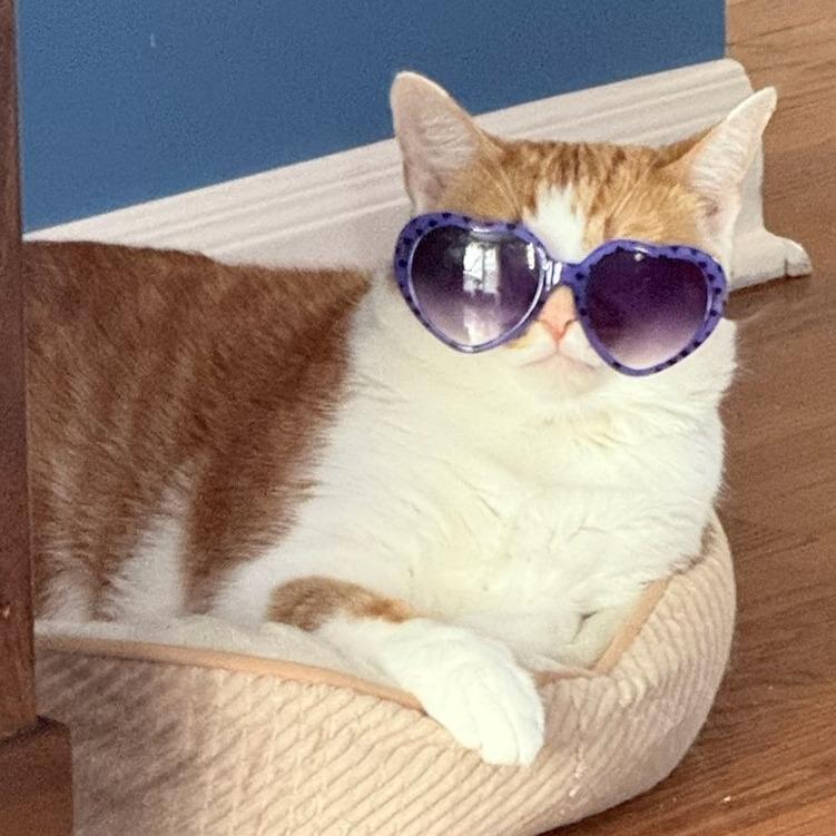 Iggy, a Adoptable mixed breed in Chicago, IL image 3/6