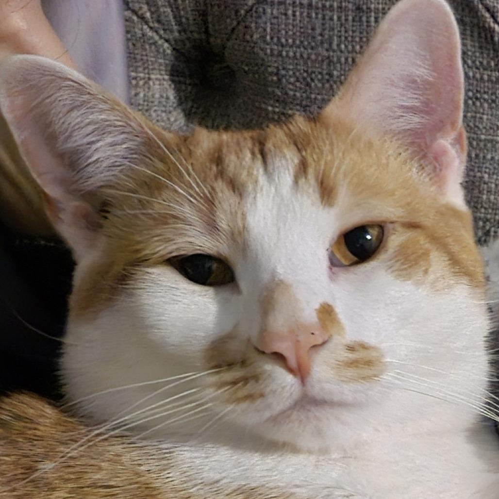 Iggy, a Adoptable mixed breed in Chicago, IL image 4/6