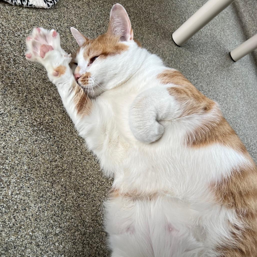 Iggy, a Adoptable mixed breed in Chicago, IL image 5/6