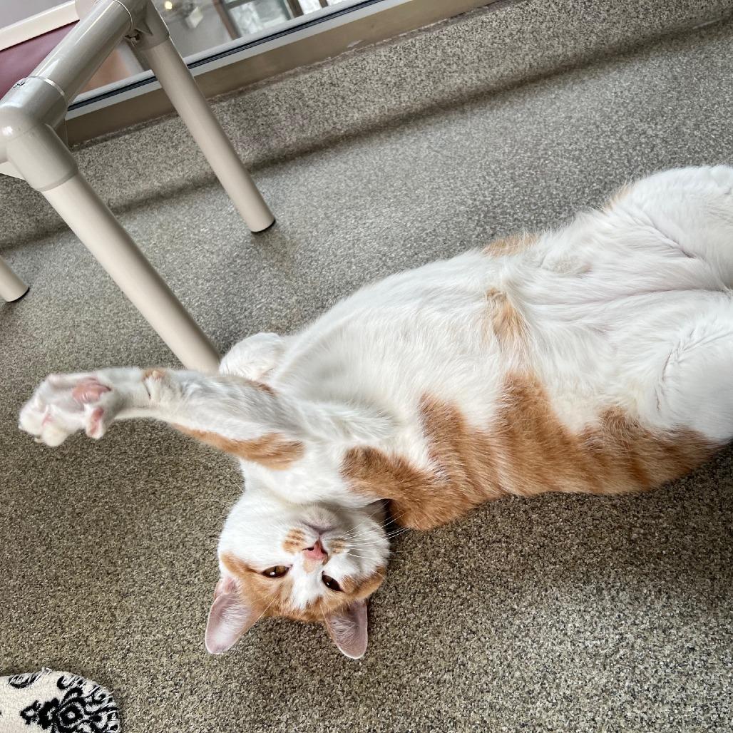 Iggy, a Adoptable mixed breed in Chicago, IL image 6/6