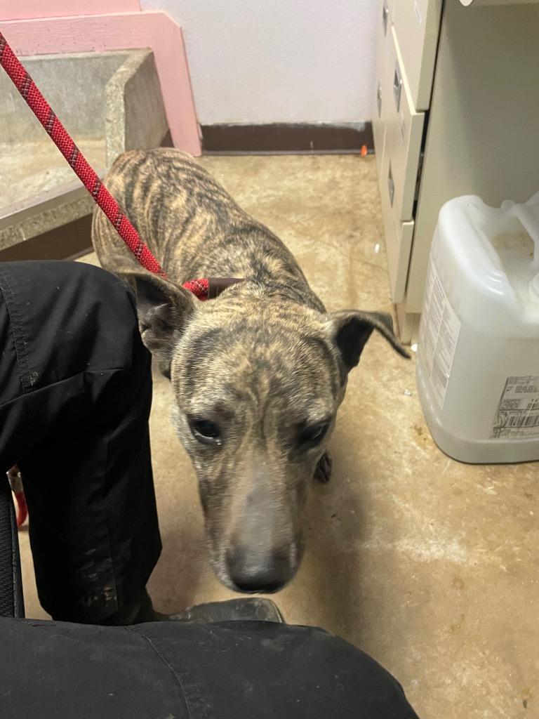 Dusty, Adoptable, Adult Female Labrador Retriever & Terrier.