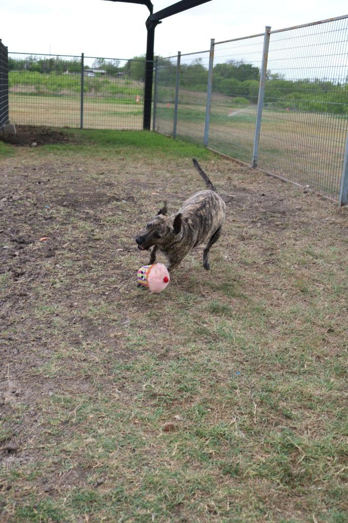 Enlarge Dusty, a Adoptable mixed breed in New Braunfels, TX image 2/6