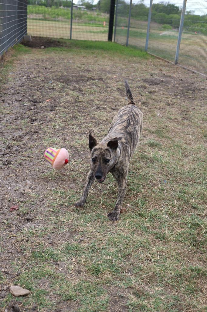 Enlarge Dusty, a Adoptable mixed breed in New Braunfels, TX image 3/6