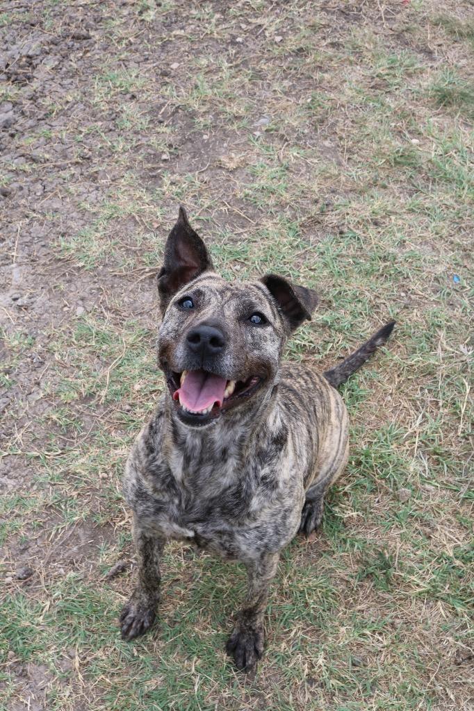 Enlarge Dusty, a Adoptable mixed breed in New Braunfels, TX image 4/6