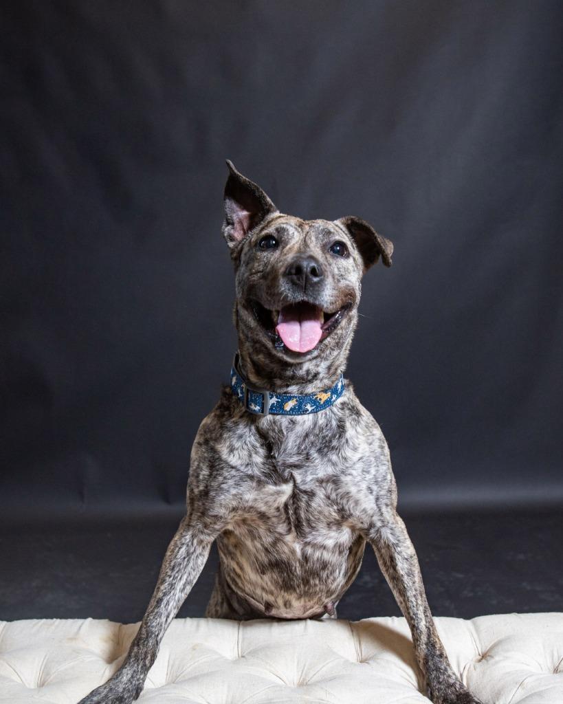 Enlarge Dusty, a Adoptable mixed breed in New Braunfels, TX image 5/6