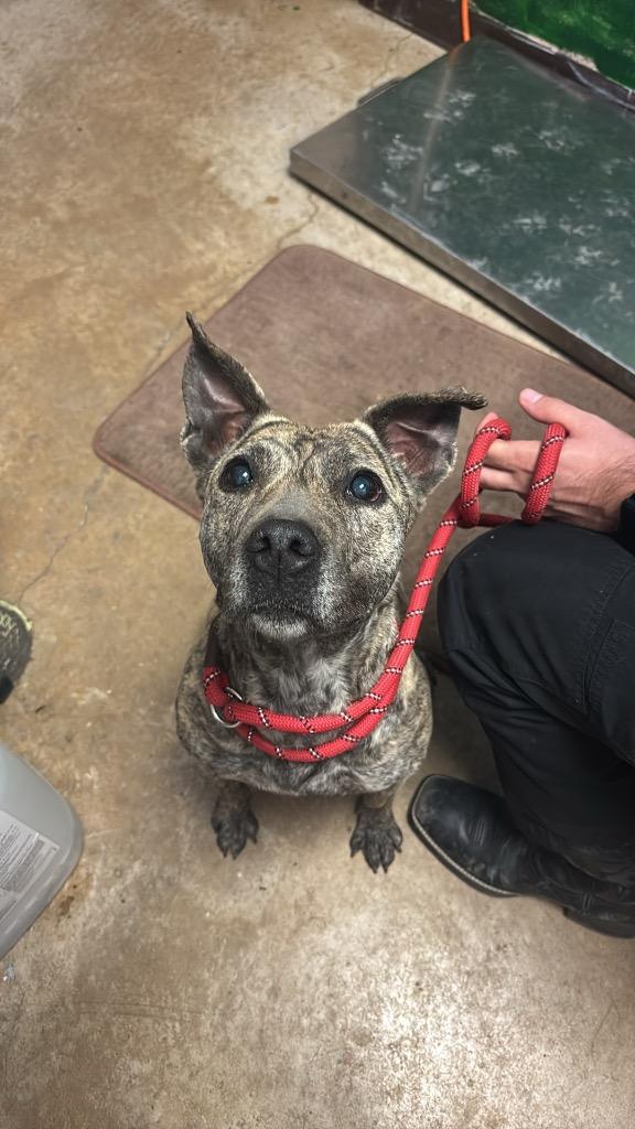 Enlarge Dusty, a Adoptable mixed breed in New Braunfels, TX image 6/6