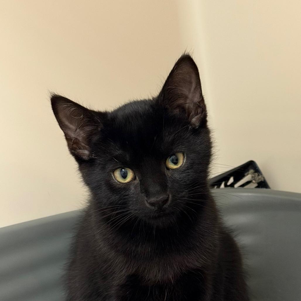 Fleetwood, Adoptable, Kitten Male Domestic Short Hair.
