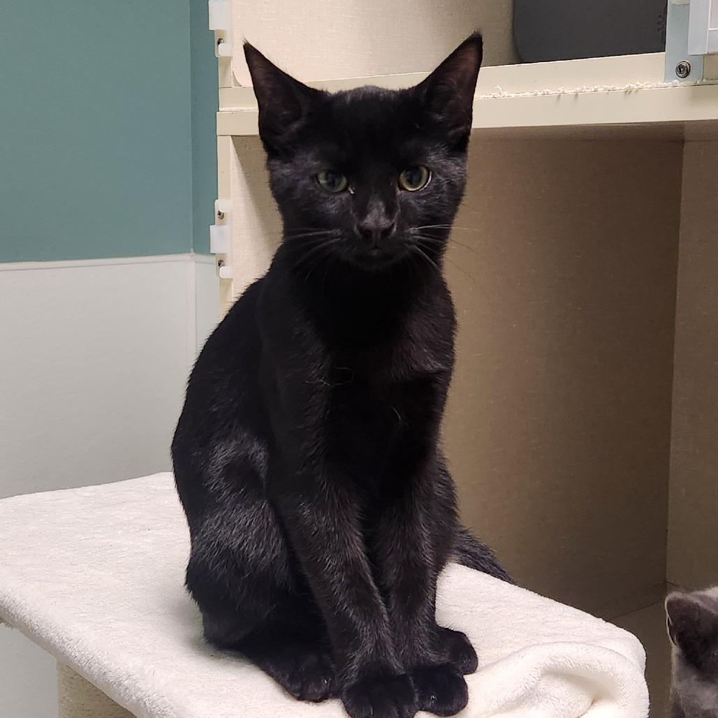 Fleetwood, a Adoptable Domestic Short Hair in Watertown, NY image 2/2