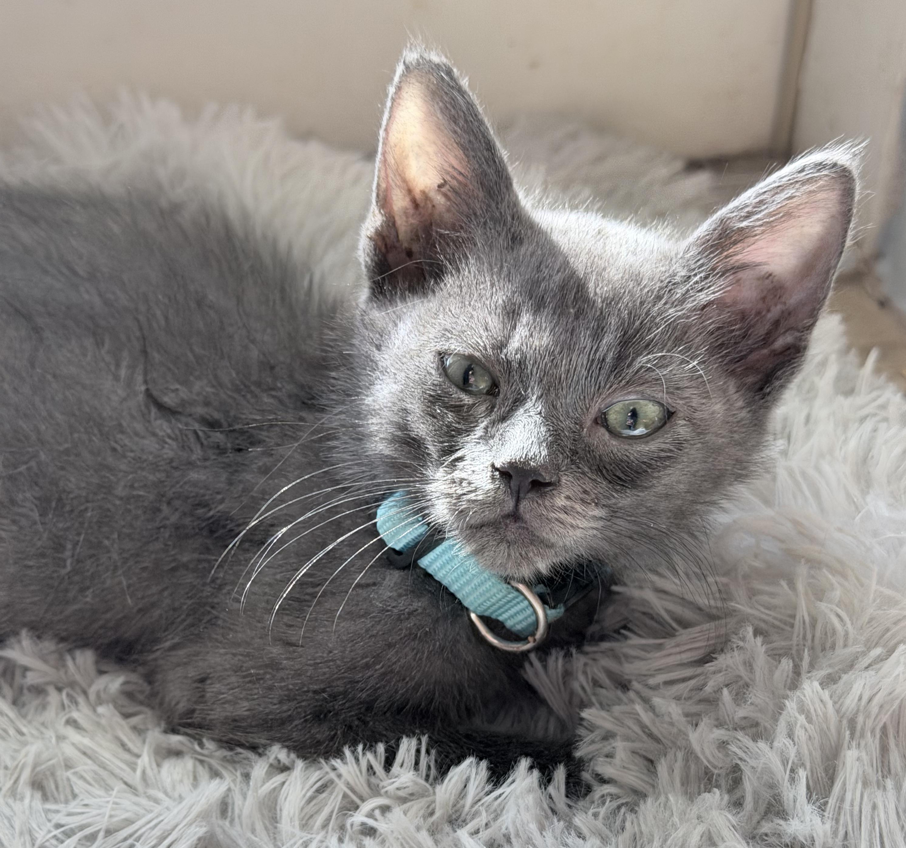 Captain Jack Sparrow, a Adoptable mixed breed in Lake Monroe, FL image 3/3