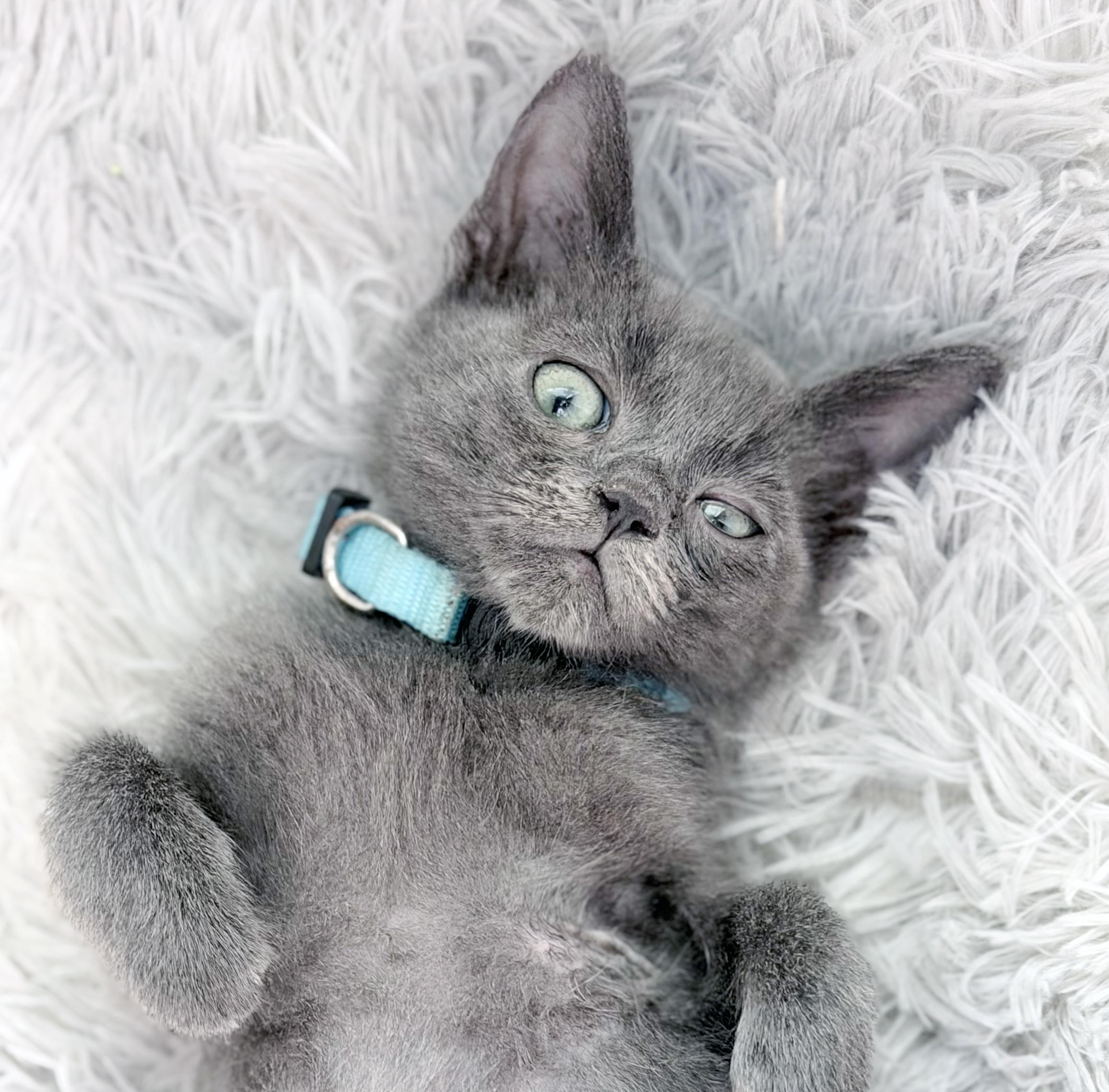 Captain Jack Sparrow, a Adoptable mixed breed in Lake Monroe, FL image 1/3