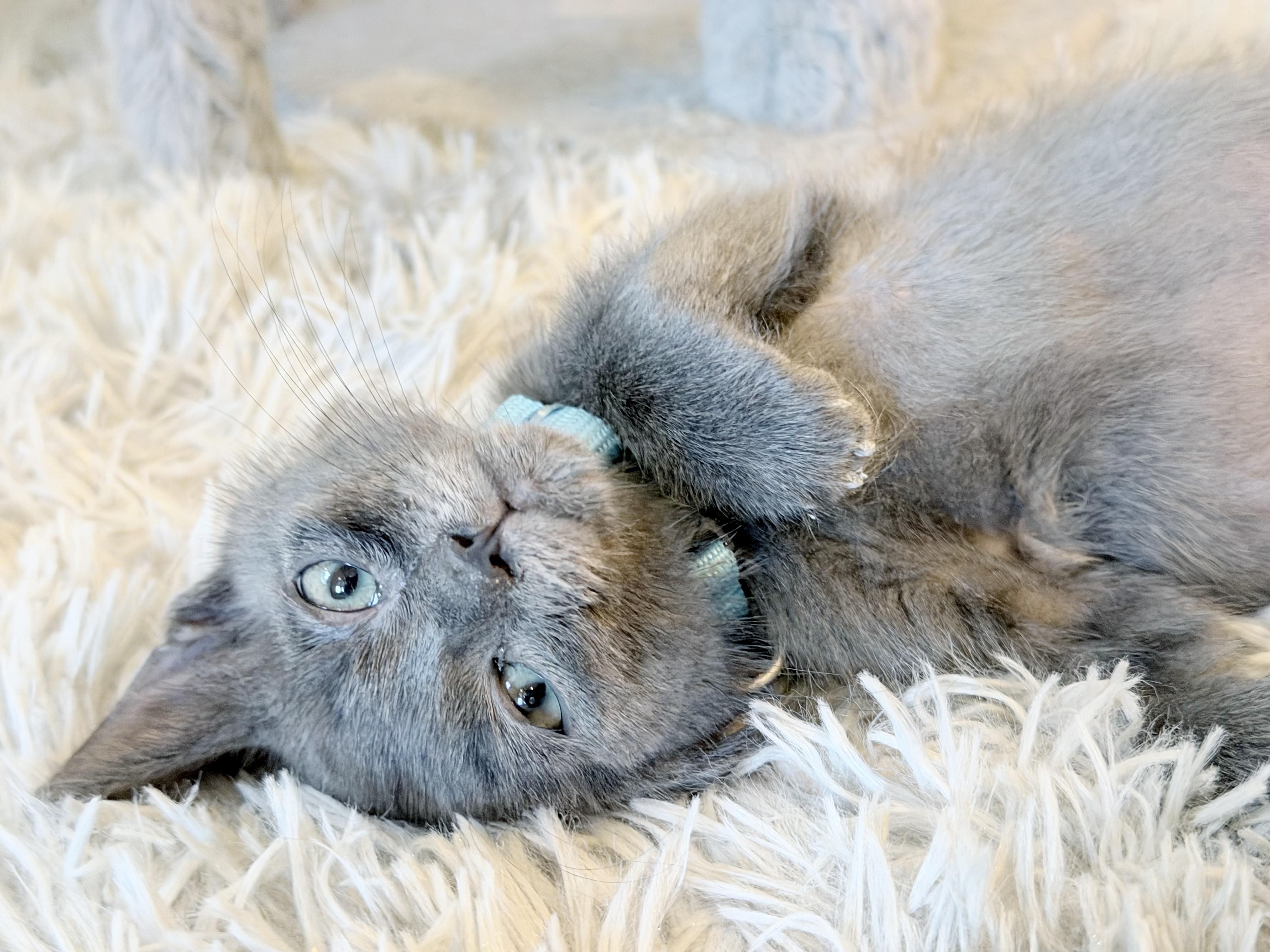 Captain Jack Sparrow, Adoptable, Kitten Male Domestic Short Hair.