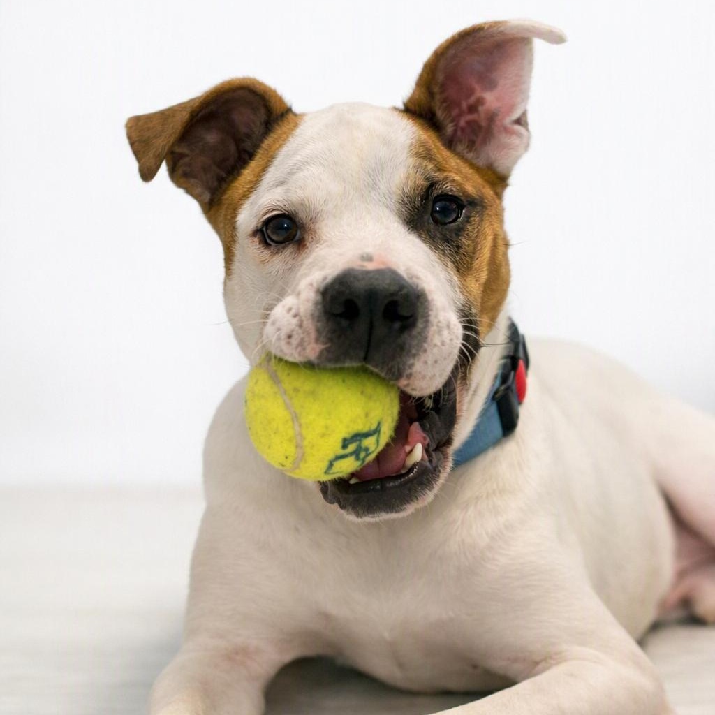 Enlarge Jace, a Adoptable mixed breed in Sanford, NC image 1/6