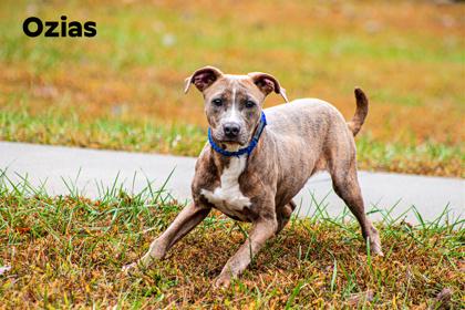 Ozias, Adoptable, Young Male Pit Bull Terrier & Mixed Breed.