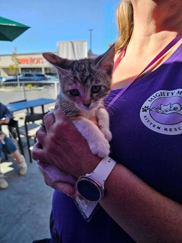 Paprika, Adoptable, Kitten Female Tabby.