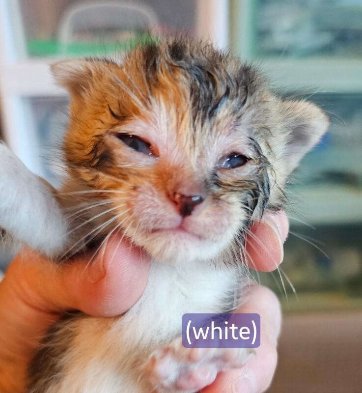 Enlarge Paprika, a Adoptable Tabby in Kennewick, WA image 2/2