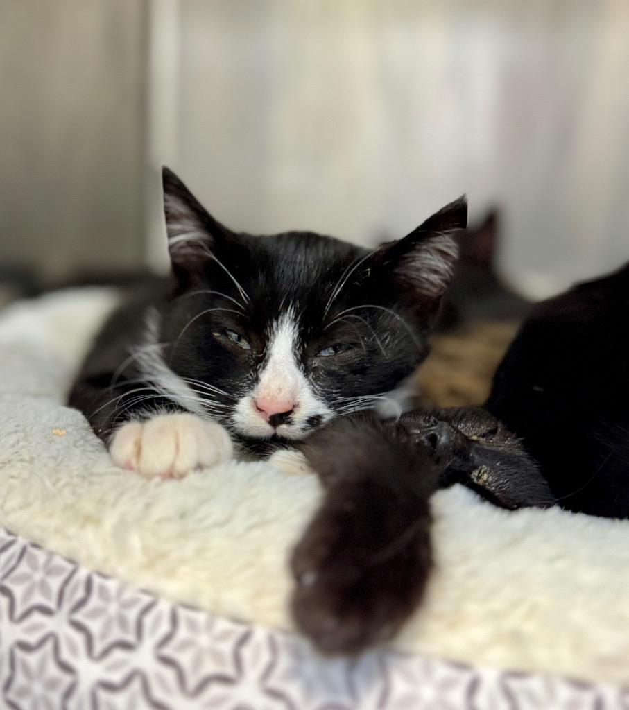 Ford, Adoptable, Kitten Male Domestic Short Hair.