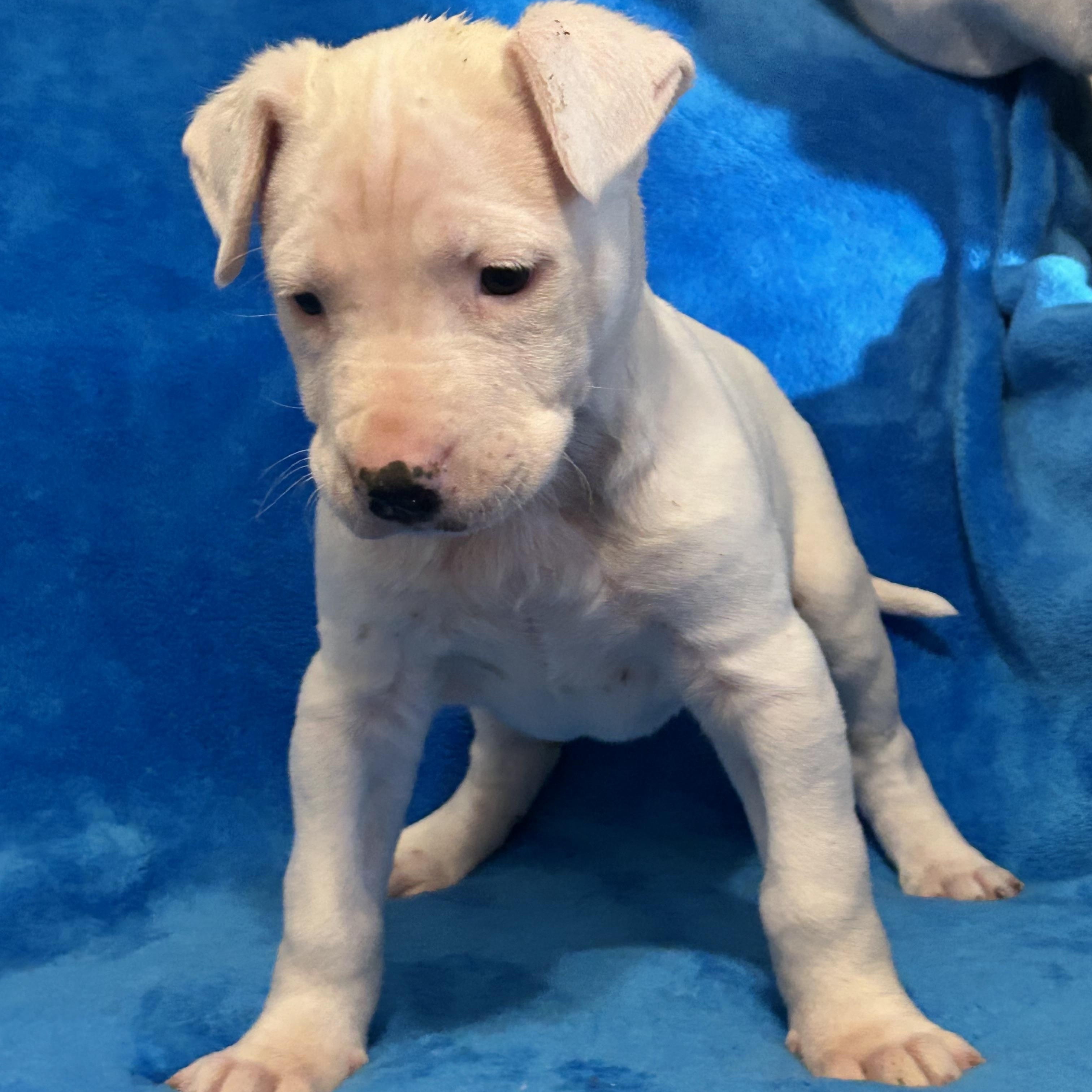 Enlarge Macy, a Adoptable mixed breed in Krum, TX image 4/5